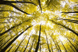 Decisiones de Compra